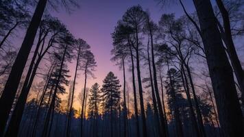 A forest at sunset with tall trees photo