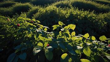 A vibrant scene of raspberry plants with lush green foliage under sunlight. photo