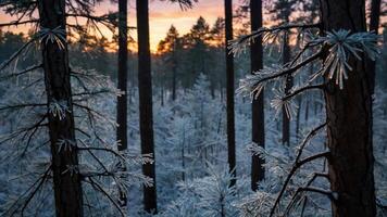 A serene winter forest scene with frosted trees and a colorful sunrise in the background. photo