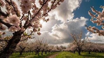 A serene almond blossom orchard under a cloudy sky with sunlight peeking through. photo