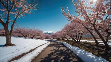 A scenic path lined with cherry blossom trees and snow, leading towards distant mountains under a clear sky. photo