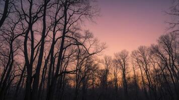 A serene forest scene at dusk with silhouetted trees against a colorful sky. photo