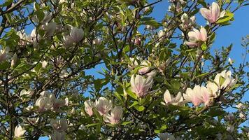 Flowering magnolia trees under soft daylight. The branches full of blossoms gently move in the wind, calm and serene springtime atmosphere. For travel content, cinematic B-rolls, documentary use video