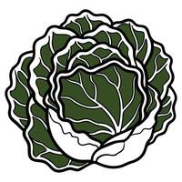 Stylish Cabbage Vegetable Isolated On White Background vector