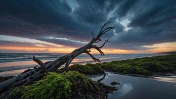 A serene beach scene at sunset with a weathered tree and lush greenery. photo