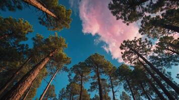 A serene view of tall trees reaching towards a blue sky with pink clouds. photo