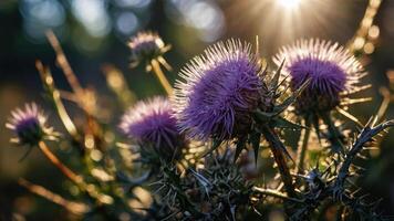 A close-up of thistle flowers illuminated by sunlight in a natural setting. photo