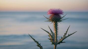 A thistle flower stands tall against a serene ocean backdrop at sunset. photo