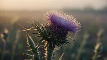 A close-up of a thistle flower with purple petals against a blurred natural background. photo