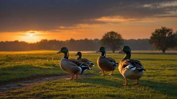 Ducks walking on a grassy field during sunset, creating a serene natural scene. photo