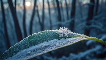 Snowflake on Leaf with Forest Winter Background photo