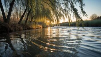 Sunset River Flowing Under Weeping Willow Branches photo