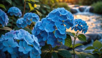 Blooming Hydrangea Flowers by Stream in Summer Garden photo