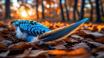 Feather Lying on Fall Leaves in Forest Setting photo