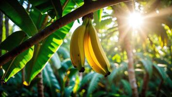Hanging Bananas in Tropical Sunlight with Green Leaves photo