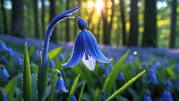 Bluebell Flower Blooming in Forest with Dew Drops photo