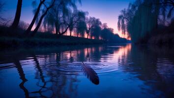 Feather Floating on Water at Dusk photo