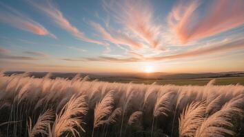 Field of Grass at Sunset with Pink Clouds photo