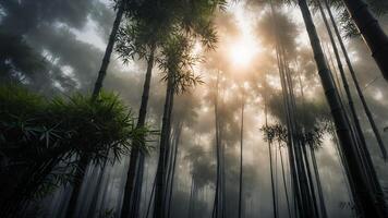 Misty Bamboo Forest with Sunlight Shining Through the Fog photo