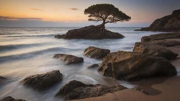 Tree on Rock Beach at Sunset photo