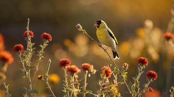 Goldfinch Bird Perched on Stem Surrounded by Flowers photo