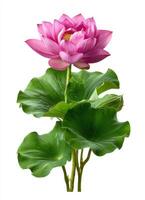 Lotus Flower Blooming Nature Background Isolated Image Bright Copyspace photo