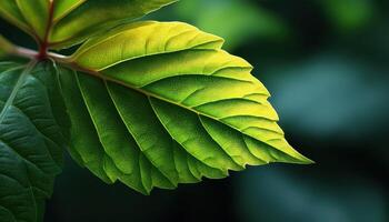 Captivating green leaf close-up lush garden nature photography vibrant environment macro view plant life photo