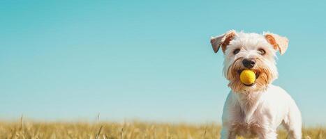 Playful dog fetching ball in open field outdoor photography bright sky fun concept photo