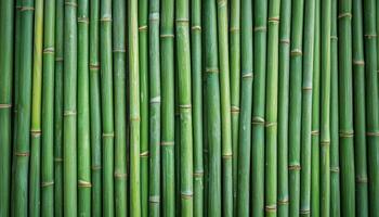 Harvesting sugar cane stalks in a plantation nature photography lush green environment close-up perspective photo
