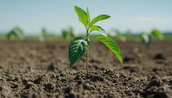 Emerging sapling growth in fertile soil agricultural field nature photography bright daylight close-up perspective photo