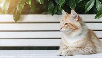 Majestic longhaired cat relaxing on a white bench surrounded by lush greenery in a peaceful garden setting photo