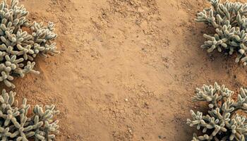 Desert cactus colony exploration san standard panoramic image arid environment aerial view nature's resilience photo