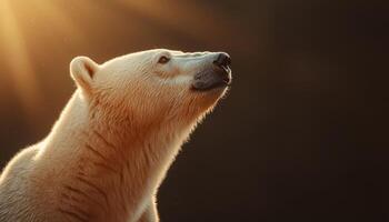 Majestic polar bear observing its natural habitat in winter wonderland close-up shot serene environment photo