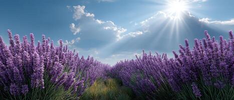 Captivating lavender fields under a sunlit sky nature landscape photography vibrant spring environment photo