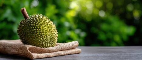 Harvesting durian fruit tropical garden food photography natural setting close-up view exotic culinary delight photo