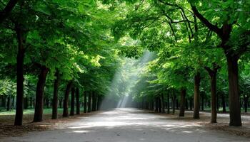 Peaceful nature walk amidst lush green trees in a serene park captured in bright morning light photo