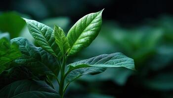 Exploring new growth leaf close-ups in lush nature environment macro photography perspective photo