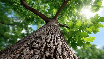 Majestic oak tree growing in nature close-up view vibrant green leaves sunny environment photo