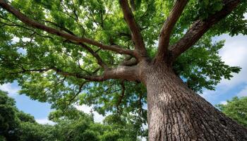 Growing oak tree in a lush green park nature photography bright daylight ground-level perspective photo