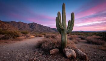 Sunset over saguaro cactus in arizona desert nature photography tranquil landscape scenic view photo
