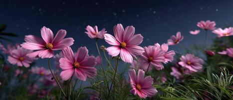 Blooming cosmos flowers at night nature scene botanical photography serene environment close-up view photo