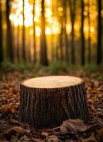 Fallen tree stump in autumn forest nature photography serene environment warm light photo