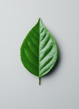 Nature's duality examining a green leaf's texture and form minimalist aesthetic close-up perspective photo