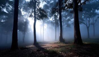 Mysterious foggy forest scene nature landscape photography early morning tranquil atmosphere photo