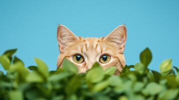 Curious cat peeking through green leaves indoor studio setting animal photography playful environment photo