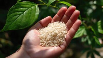 Harvesting fresh rice grains agricultural field close-up photography natural environment handheld perspective photo