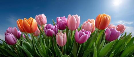 Vibrant tulip blooming event nature park floral photography sunny day close-up view spring beauty photo