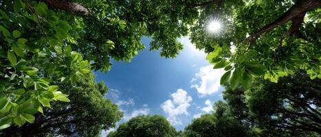 Exploring nature's canopy a lush tree frame with sunlight outdoor environment panoramic view photo
