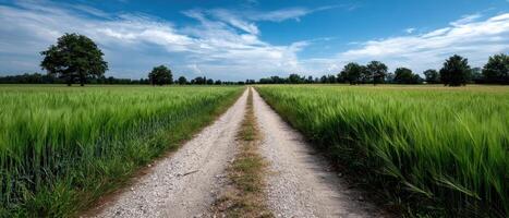 Scenic pathway through lush green fields countryside nature photography bright skies serene viewpoint photo