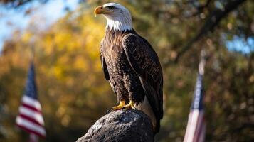 Majestic Bald Eagle Perched on Rock, American Symbol of Freedom photo